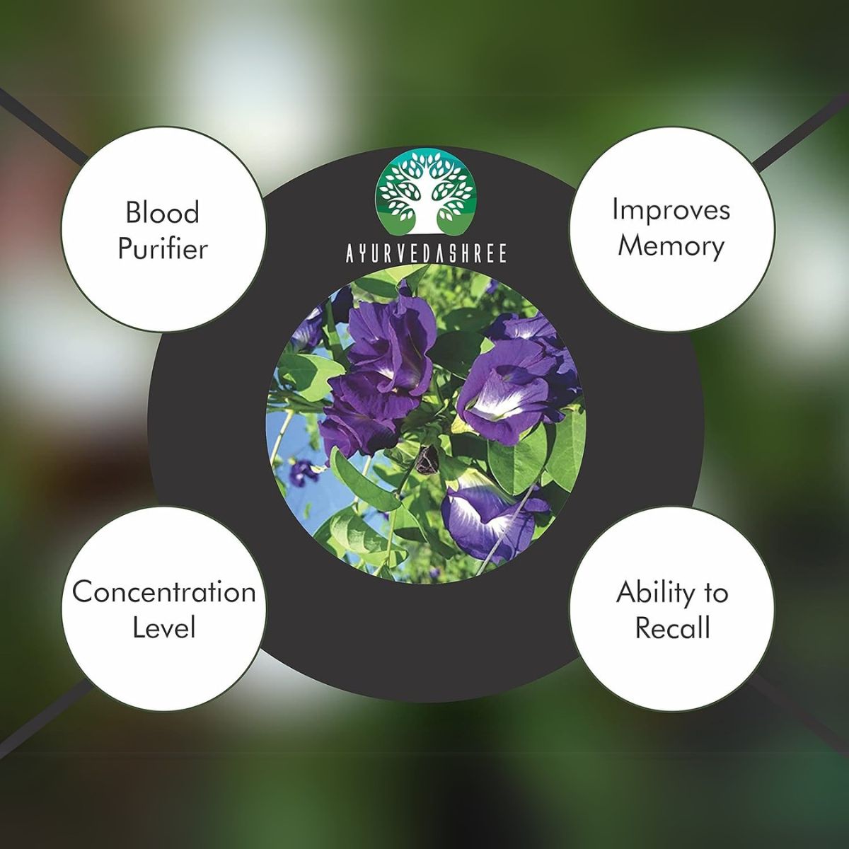 Ayurvedashree Shankhpushpi Powder 200 Gm | Convolvulus Pluricaulis | Supports Immunity System | Vegan