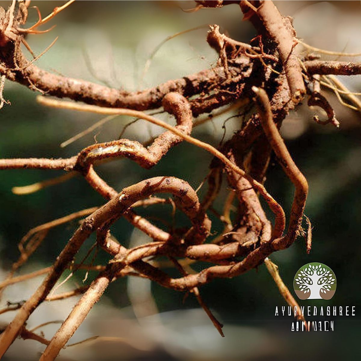 Ayurvedashree Chitrak Roots Powder I Chitrak Mool Powder I 200 Gm I Chita Jadd I Plumbago Indica Root
