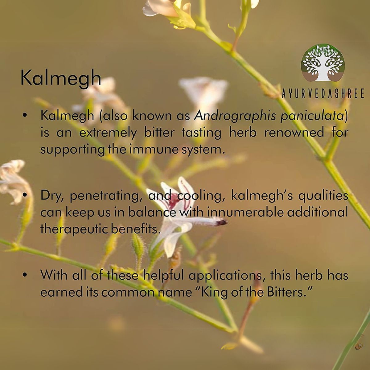 Ayurvedashree Andrographis Paniculata Powder 200 Gm I Kalmegh Powder I Bitter Herb I Non-Gmo Sustainably Sourced No Additives Or Fillers Vegan
