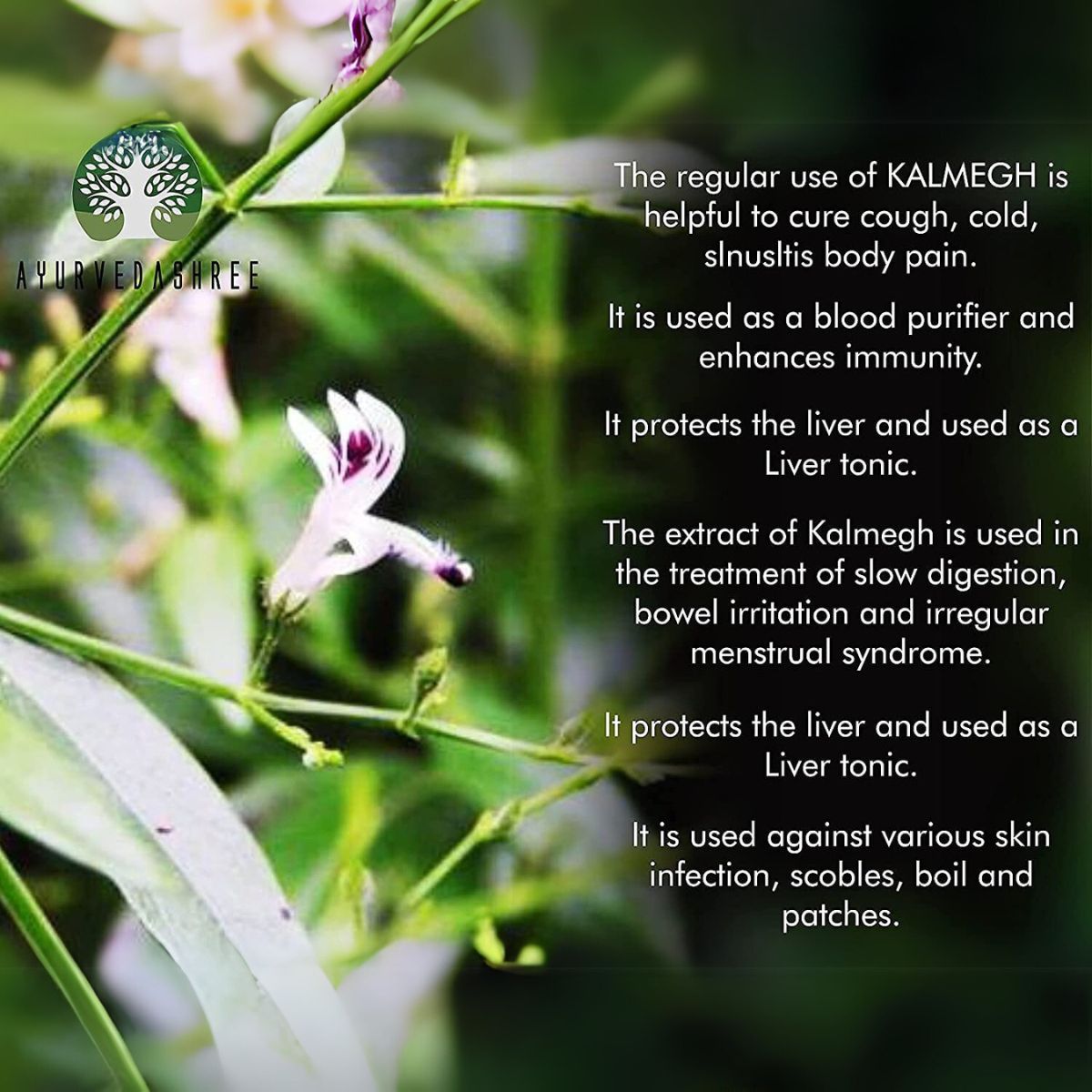 Ayurvedashree Andrographis Paniculata Powder 200 Gm I Kalmegh Powder I Bitter Herb I Non-Gmo Sustainably Sourced No Additives Or Fillers Vegan