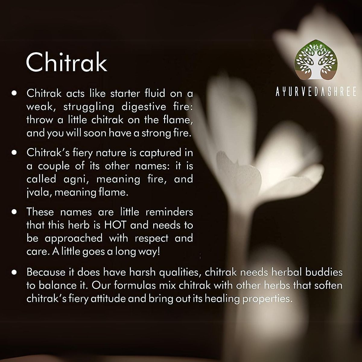 Ayurvedashree Chitrak Roots Powder I Chitrak Mool Powder I 200 Gm I Chita Jadd I Plumbago Indica Root