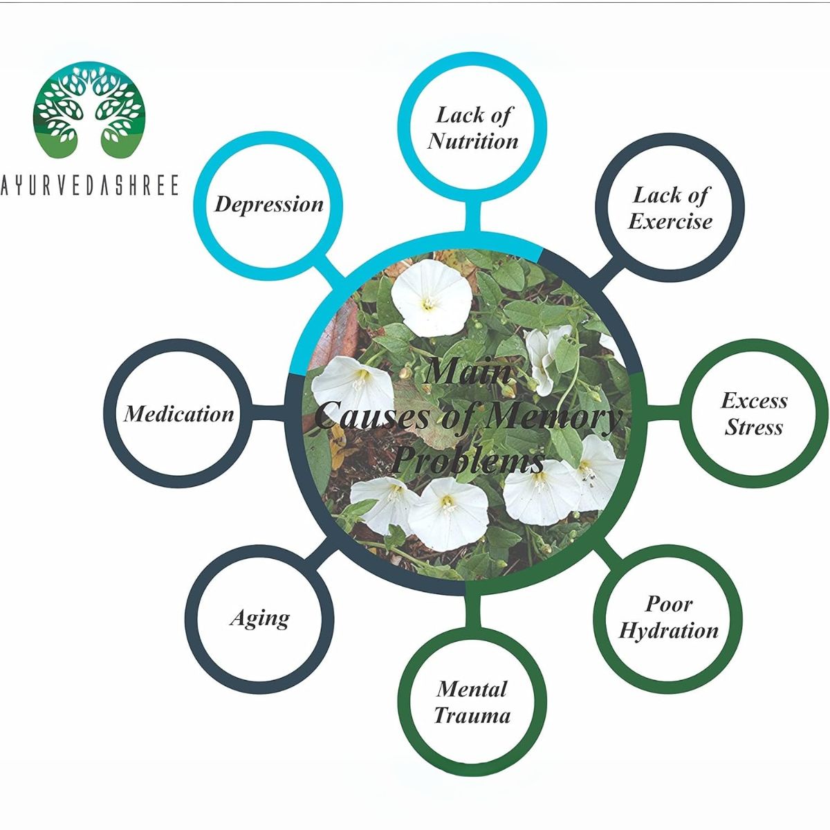 Ayurvedashree Shankhpushpi Powder 200 Gm | Convolvulus Pluricaulis | Supports Immunity System | Vegan