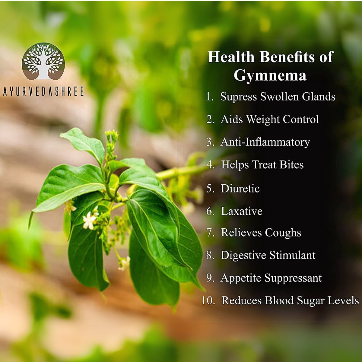 Ayurvedashree Gymnema Sylvestre Leaf Powder 200 Gm I Gurmar Powder Inon Gmo I Gluten-Free, Vegetarian