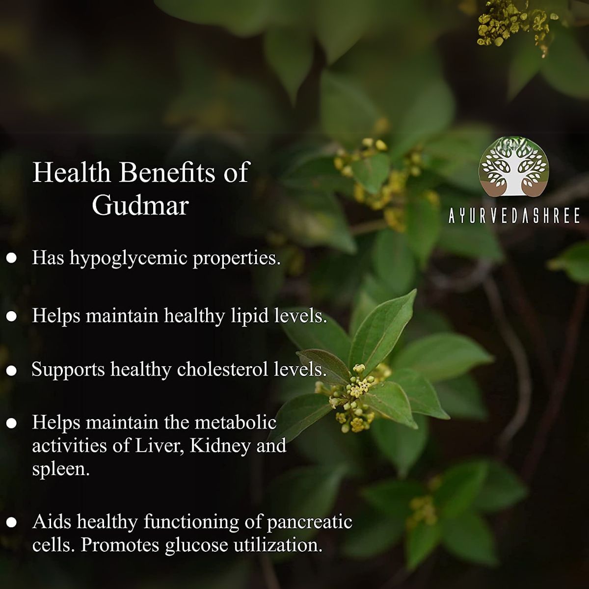 Ayurvedashree Gymnema Sylvestre Leaf Powder 200 Gm I Gurmar Powder Inon Gmo I Gluten-Free, Vegetarian
