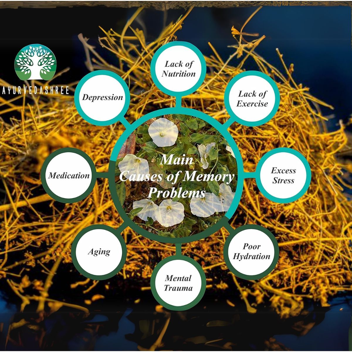 Ayurvedashree Shankhpushpi Powder 200 Gm | Convolvulus Pluricaulis | Supports Immunity System | Vegan