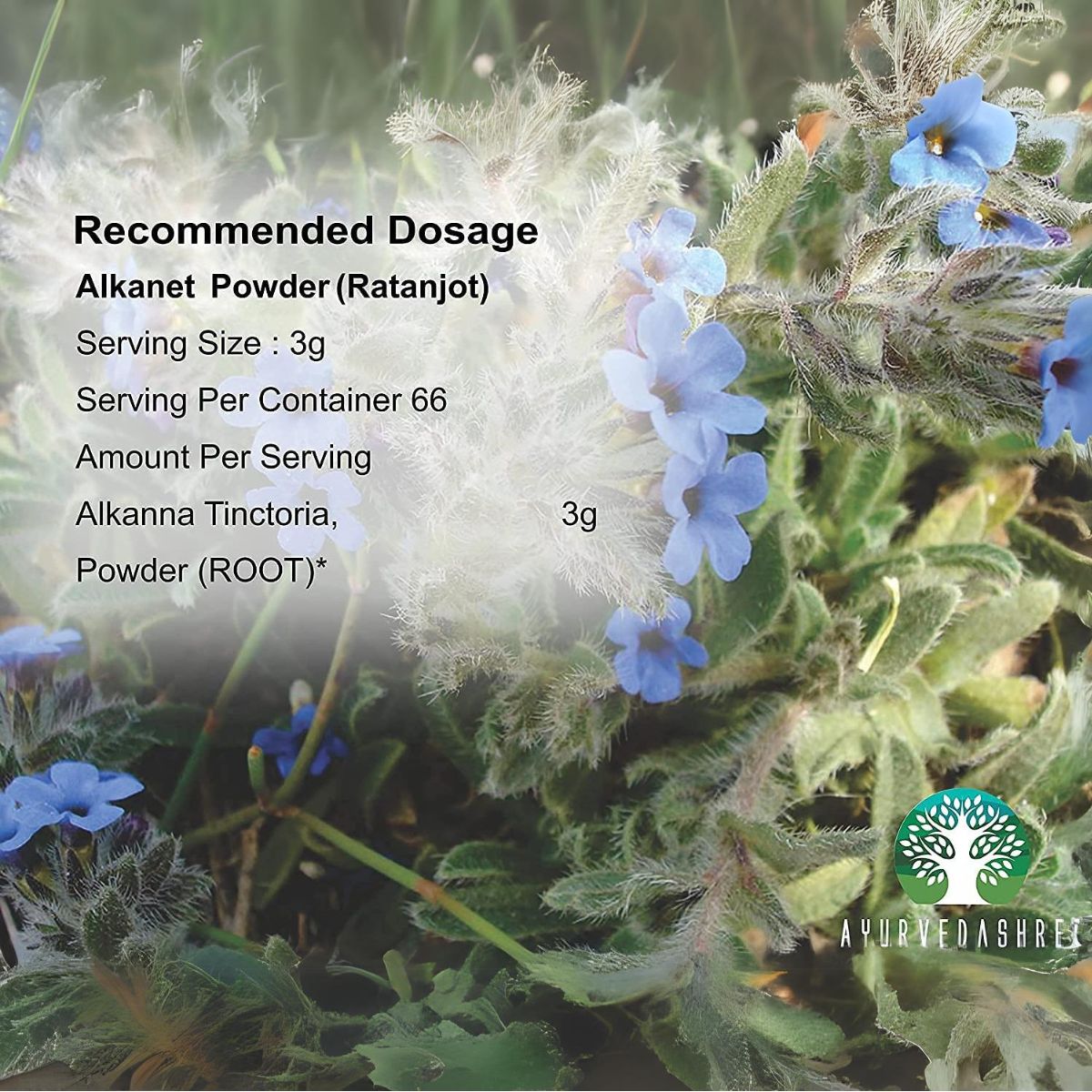 Ayurvedashree Alkanet Root Powder (Ratanjot/Arnebia Nobilis) - 200G
